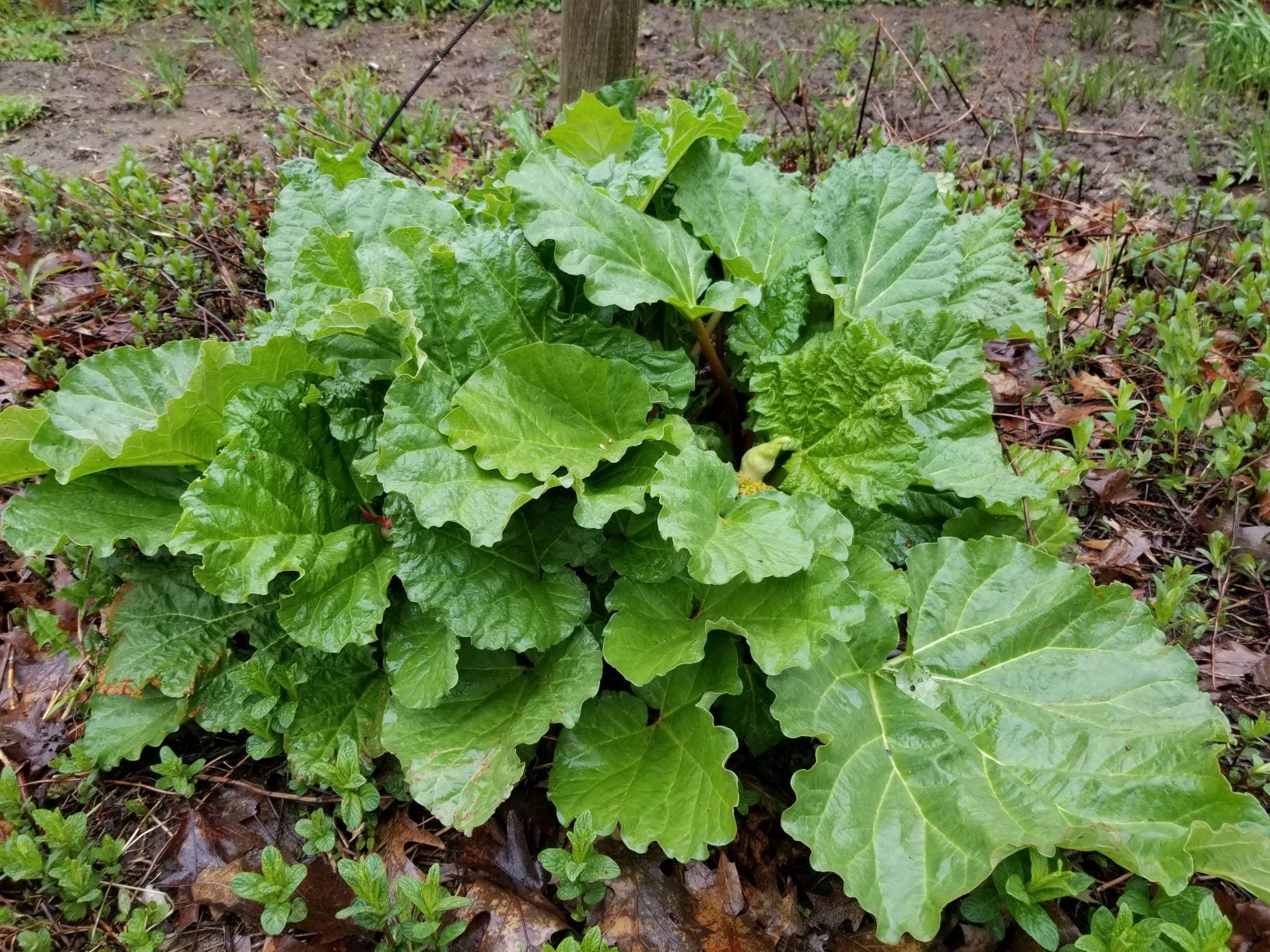 Memories of Mother in Stalks of Red: A Rhubarb Story and Recipe